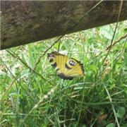 A questionable butterfly